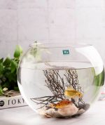 تنگ و گلدان گرد توپی در 8 سایز