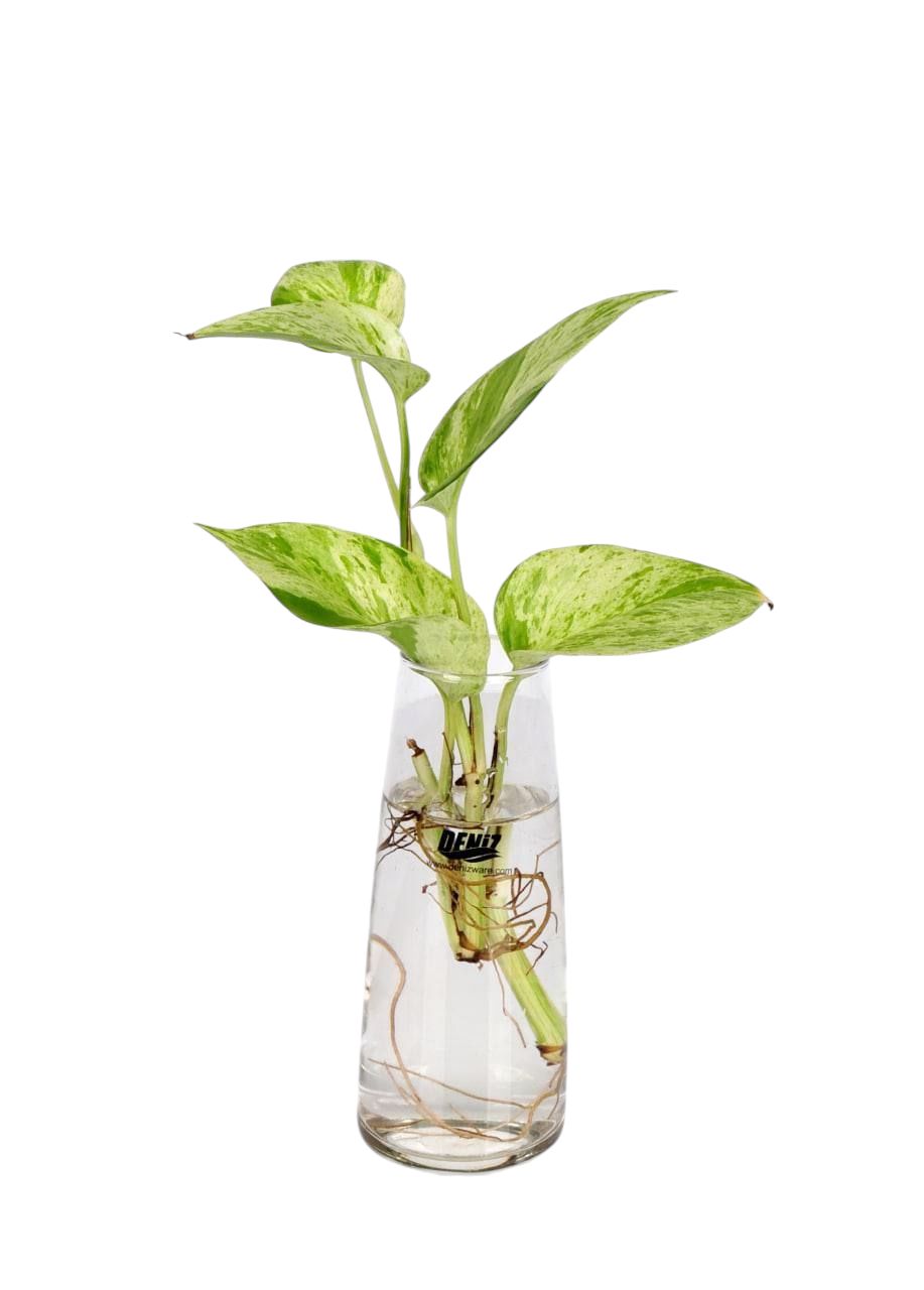 گلدان آلما گلدان آلما